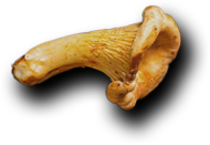 Royal Plate - Restaurant & Catering HTML Template